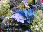 kaart 1104 hortensia's met tekst