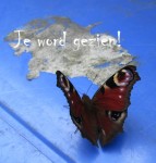 titel 515